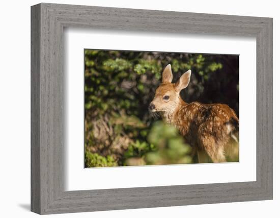 Olympic National Park, Hurricane Ridge. Black Tail Deer Fawn, Cirque Rim Loop-Michael Qualls-Framed Photographic Print