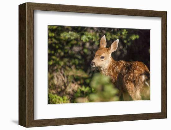 Olympic National Park, Hurricane Ridge. Black Tail Deer Fawn, Cirque Rim Loop-Michael Qualls-Framed Photographic Print