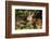 Olympic National Park, Hurricane Ridge. Black Tail Deer Fawn, Cirque Rim Loop-Michael Qualls-Framed Photographic Print