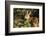 Olympic National Park, Hurricane Ridge. Black Tail Deer Fawn, Cirque Rim Loop-Michael Qualls-Framed Photographic Print