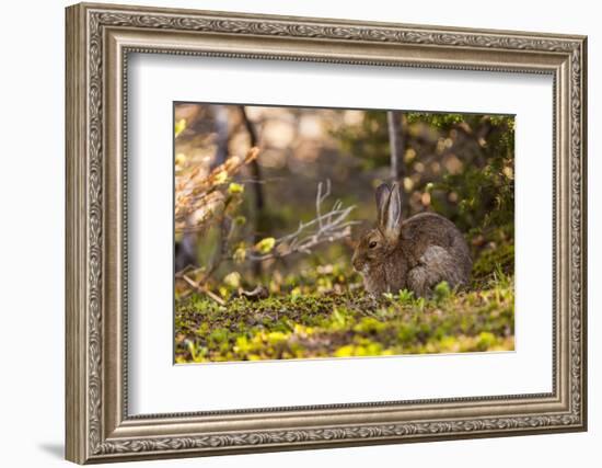 Olympic National Park, Hurricane Ridge. Snowshoe Hare, Cirque Rim Nature Loop-Michael Qualls-Framed Photographic Print