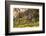 Olympic National Park, Hurricane Ridge. Snowshoe Hare, Cirque Rim Nature Loop-Michael Qualls-Framed Photographic Print