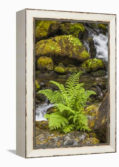 Olympic National Park, Lake Quinault Washington. Sword Fern at Bunch Creek-Michael Qualls-Framed Premier Image Canvas