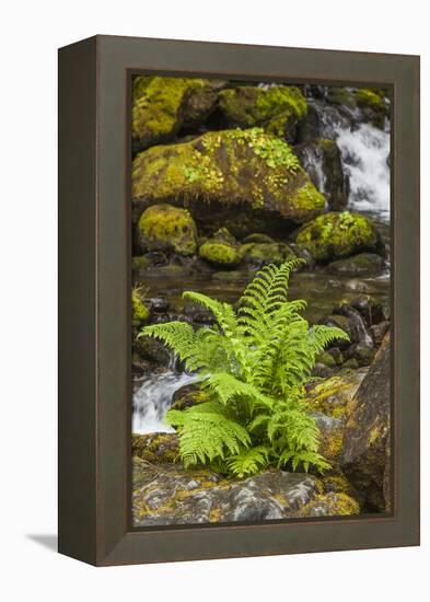 Olympic National Park, Lake Quinault Washington. Sword Fern at Bunch Creek-Michael Qualls-Framed Premier Image Canvas