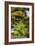 Olympic National Park, Lake Quinault Washington. Sword Fern at Bunch Creek-Michael Qualls-Framed Photographic Print