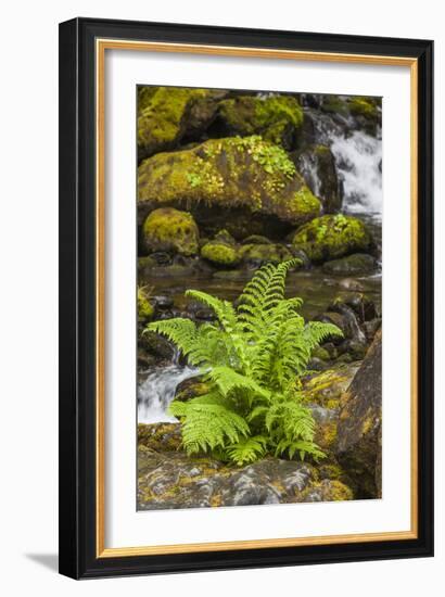 Olympic National Park, Lake Quinault Washington. Sword Fern at Bunch Creek-Michael Qualls-Framed Photographic Print