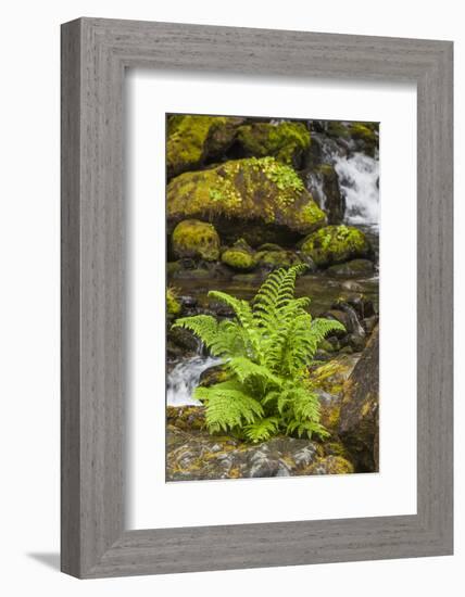 Olympic National Park, Lake Quinault Washington. Sword Fern at Bunch Creek-Michael Qualls-Framed Photographic Print