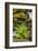 Olympic National Park, Lake Quinault Washington. Sword Fern at Bunch Creek-Michael Qualls-Framed Photographic Print