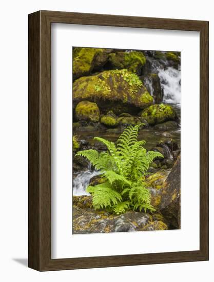 Olympic National Park, Lake Quinault Washington. Sword Fern at Bunch Creek-Michael Qualls-Framed Photographic Print