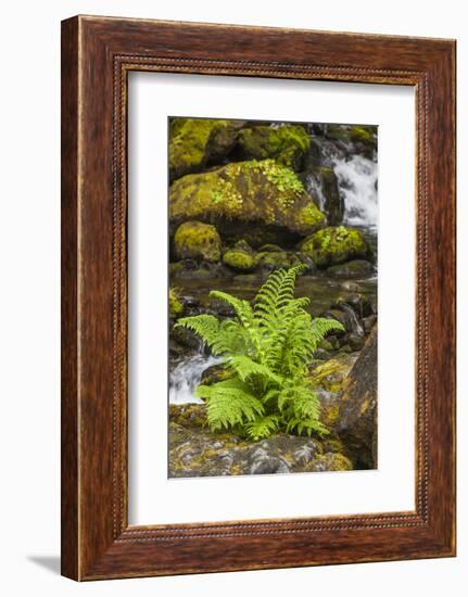 Olympic National Park, Lake Quinault Washington. Sword Fern at Bunch Creek-Michael Qualls-Framed Photographic Print