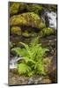 Olympic National Park, Lake Quinault Washington. Sword Fern at Bunch Creek-Michael Qualls-Mounted Photographic Print