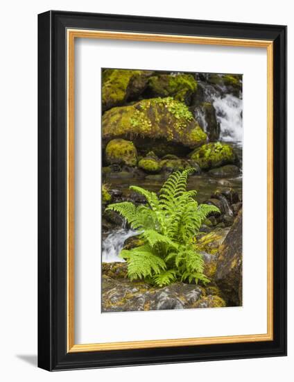 Olympic National Park, Lake Quinault Washington. Sword Fern at Bunch Creek-Michael Qualls-Framed Photographic Print