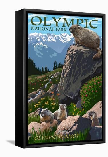 Olympic National Park - Marmots-Lantern Press-Framed Stretched Canvas