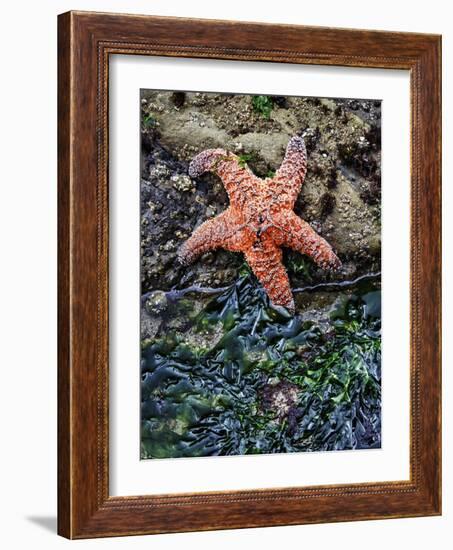 Olympic National Park, Second Beach, Ochre Sea Star and Seaweed-Mark Williford-Framed Photographic Print