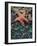 Olympic National Park, Second Beach, Ochre Sea Star and Seaweed-Mark Williford-Framed Photographic Print