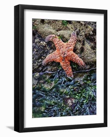 Olympic National Park, Second Beach, Ochre Sea Star and Seaweed-Mark Williford-Framed Photographic Print