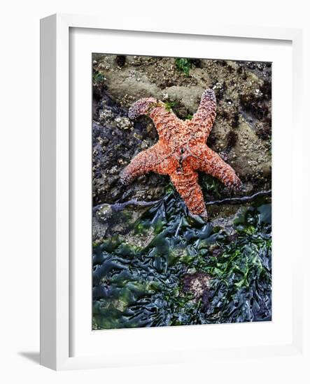 Olympic National Park, Second Beach, Ochre Sea Star and Seaweed-Mark Williford-Framed Photographic Print