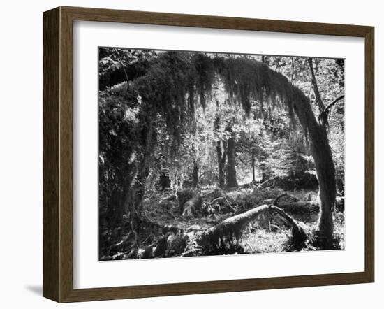 Olympic National Park Showing Rain Forest Conditions with Tree Bending under the Weight of Moss-Loomis Dean-Framed Photographic Print