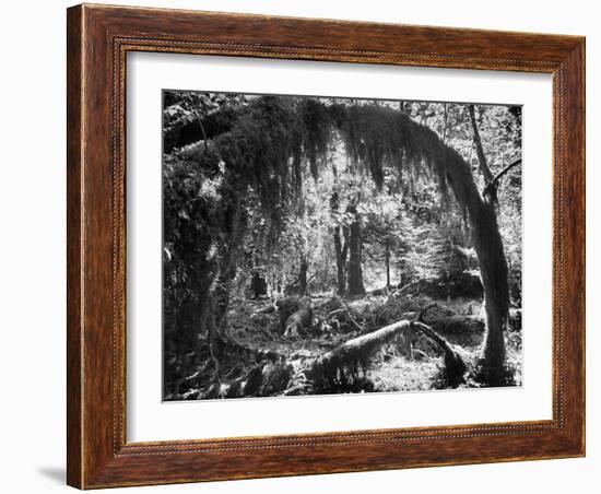 Olympic National Park Showing Rain Forest Conditions with Tree Bending under the Weight of Moss-Loomis Dean-Framed Photographic Print