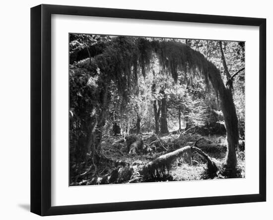 Olympic National Park Showing Rain Forest Conditions with Tree Bending under the Weight of Moss-Loomis Dean-Framed Photographic Print