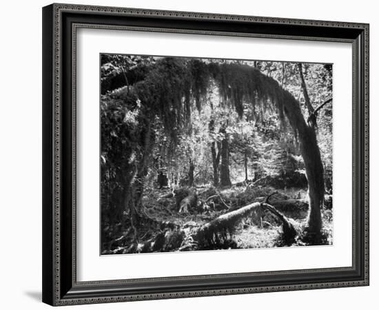 Olympic National Park Showing Rain Forest Conditions with Tree Bending under the Weight of Moss-Loomis Dean-Framed Photographic Print