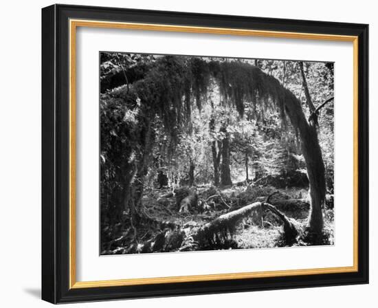 Olympic National Park Showing Rain Forest Conditions with Tree Bending under the Weight of Moss-Loomis Dean-Framed Photographic Print