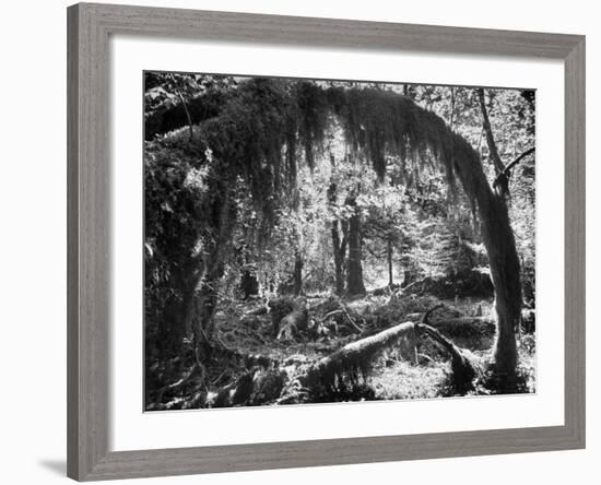 Olympic National Park Showing Rain Forest Conditions with Tree Bending under the Weight of Moss-Loomis Dean-Framed Photographic Print