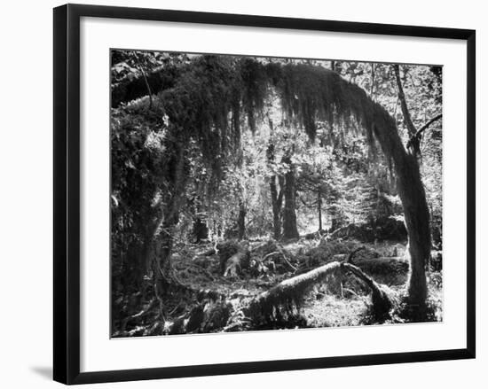 Olympic National Park Showing Rain Forest Conditions with Tree Bending under the Weight of Moss-Loomis Dean-Framed Photographic Print