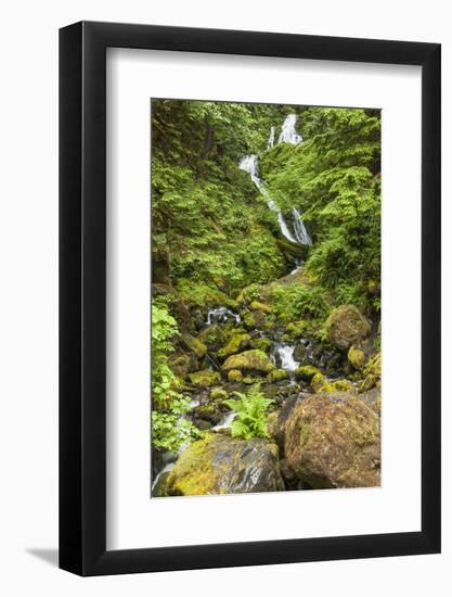 Olympic National Park, Washington. Bunch Creek Tumbling Down to the River-Michael Qualls-Framed Photographic Print