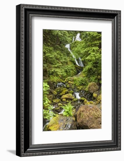 Olympic National Park, Washington. Bunch Creek Tumbling Down to the River-Michael Qualls-Framed Photographic Print