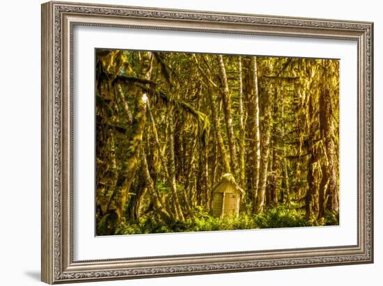 Olympic National Park, Washington: Hoh Rainforest-Ian Shive-Framed Photographic Print