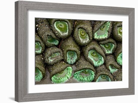 Olympic National Park, Washington-Ian Shive-Framed Photographic Print