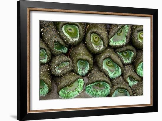 Olympic National Park, Washington-Ian Shive-Framed Photographic Print