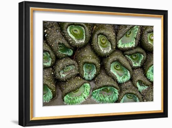 Olympic National Park, Washington-Ian Shive-Framed Photographic Print