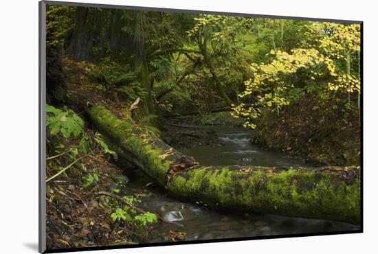 Olympic National Park-Ken Archer-Mounted Photographic Print