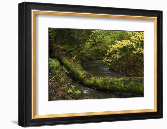 Olympic National Park-Ken Archer-Framed Photographic Print