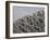 Olympic Stadium Called the Bird's Nest, Beijing, China-Angelo Cavalli-Framed Photographic Print