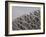 Olympic Stadium Called the Bird's Nest, Beijing, China-Angelo Cavalli-Framed Photographic Print