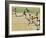 Olympics, 1932, Men 100M-null-Framed Photographic Print