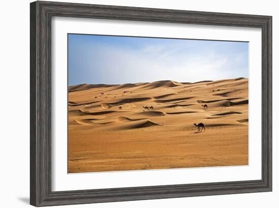 Oman, Wahiba Sands. Camels Belonging to Bedouins Cross Sand Dunes in Wahiba Sands.-Nigel Pavitt-Framed Photographic Print