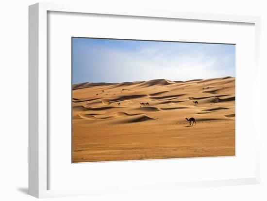 Oman, Wahiba Sands. Camels Belonging to Bedouins Cross Sand Dunes in Wahiba Sands.-Nigel Pavitt-Framed Photographic Print
