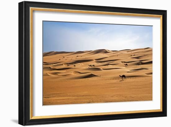 Oman, Wahiba Sands. Camels Belonging to Bedouins Cross Sand Dunes in Wahiba Sands.-Nigel Pavitt-Framed Photographic Print