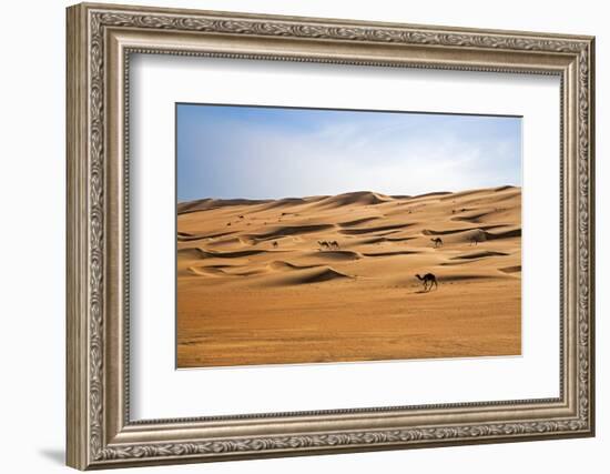 Oman, Wahiba Sands. Camels Belonging to Bedouins Cross Sand Dunes in Wahiba Sands.-Nigel Pavitt-Framed Photographic Print