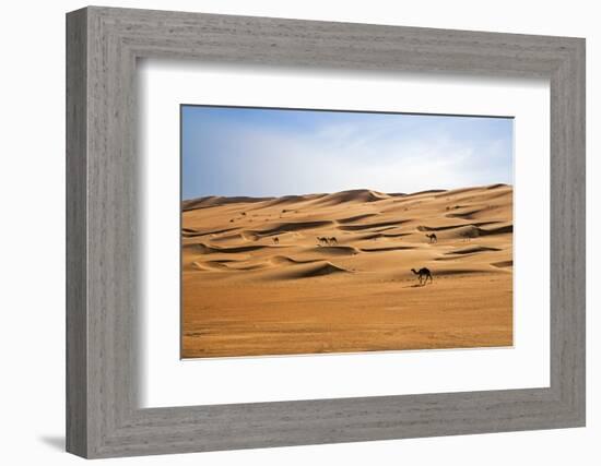 Oman, Wahiba Sands. Camels Belonging to Bedouins Cross Sand Dunes in Wahiba Sands.-Nigel Pavitt-Framed Photographic Print