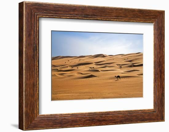 Oman, Wahiba Sands. Camels Belonging to Bedouins Cross Sand Dunes in Wahiba Sands.-Nigel Pavitt-Framed Photographic Print