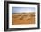 Oman, Wahiba Sands. Camels Belonging to Bedouins Cross Sand Dunes in Wahiba Sands.-Nigel Pavitt-Framed Photographic Print