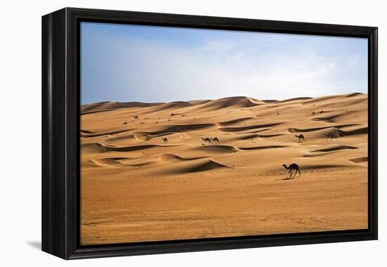 Oman, Wahiba Sands. Camels Belonging to Bedouins Cross Sand Dunes in Wahiba Sands.-Nigel Pavitt-Framed Premier Image Canvas