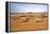 Oman, Wahiba Sands. Camels Belonging to Bedouins Cross Sand Dunes in Wahiba Sands.-Nigel Pavitt-Framed Premier Image Canvas