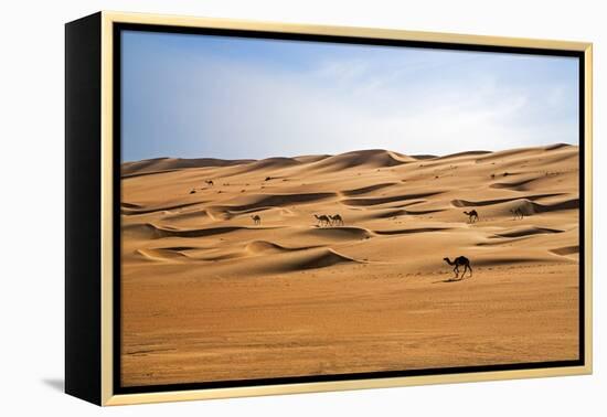 Oman, Wahiba Sands. Camels Belonging to Bedouins Cross Sand Dunes in Wahiba Sands.-Nigel Pavitt-Framed Premier Image Canvas