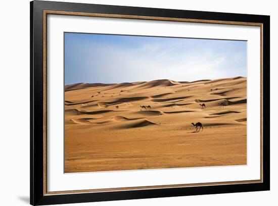 Oman, Wahiba Sands. Camels Belonging to Bedouins Cross Sand Dunes in Wahiba Sands.-Nigel Pavitt-Framed Photographic Print